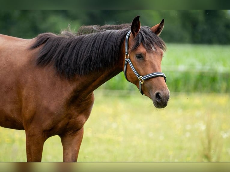 Connemara Gelding 5 years 15,1 hh Brown in Feldkirchen an der Donau