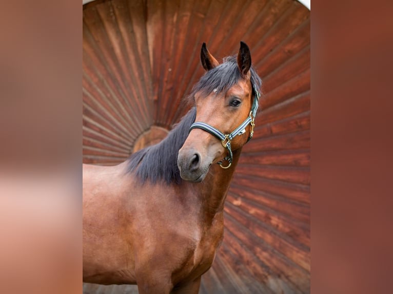 Connemara Gelding 5 years 15,1 hh Brown in Feldkirchen an der Donau