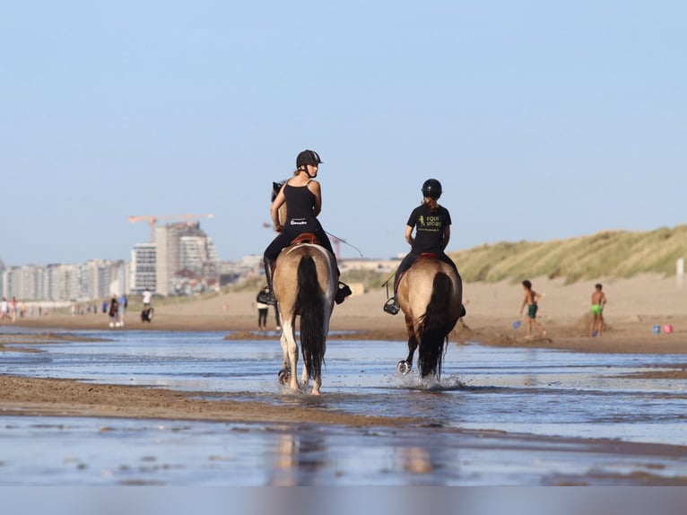Connemara Gelding 5 years 15,1 hh Dun in Bogaarden