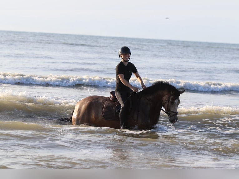 Connemara Gelding 5 years 15,1 hh Dun in Bogaarden