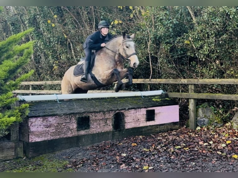 Connemara Gelding 5 years 15,1 hh Dun in Mountrath