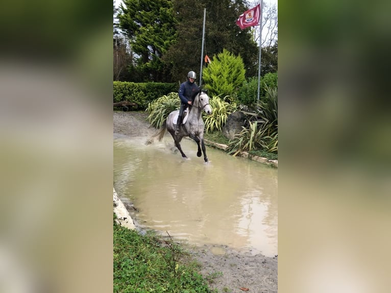 Connemara Gelding 5 years 15,1 hh Grey-Blue-Tan in Bogaarden