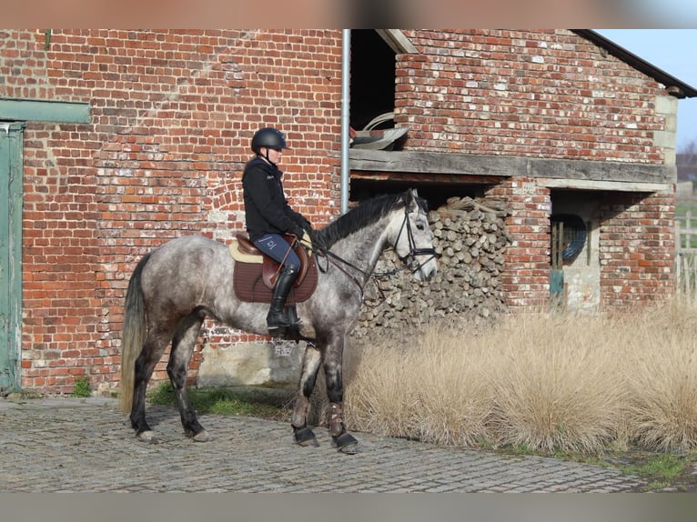 Connemara Gelding 5 years 15,1 hh Grey-Blue-Tan in Bogaarden