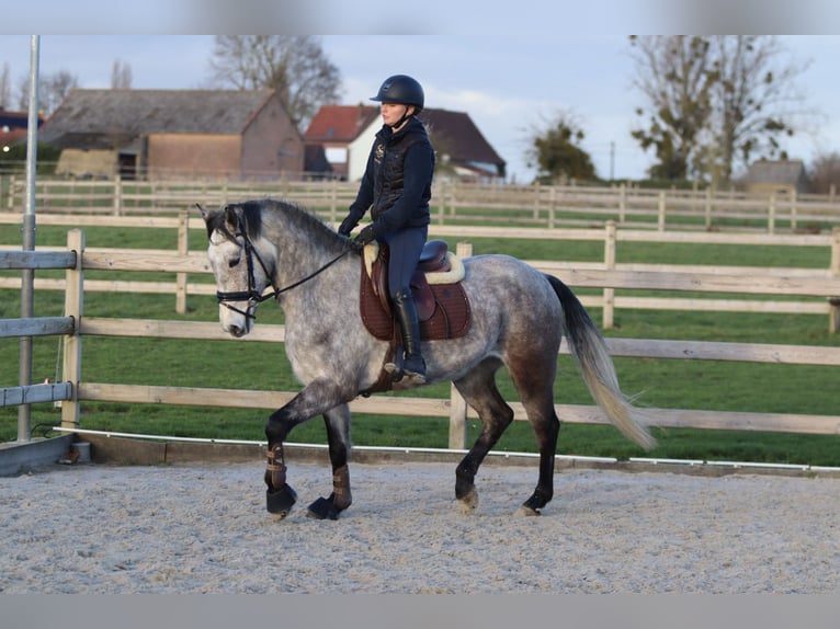 Connemara Gelding 5 years 15,1 hh Grey-Blue-Tan in Bogaarden