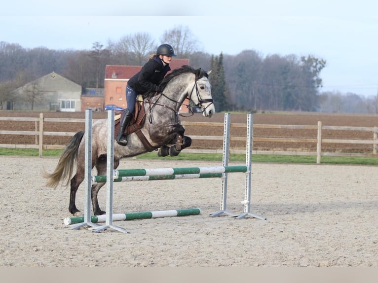 Connemara Gelding 5 years 15,1 hh Grey-Blue-Tan in Bogaarden