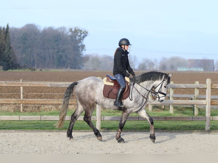Connemara Gelding 5 years 15,1 hh Grey-Blue-Tan in Bogaarden