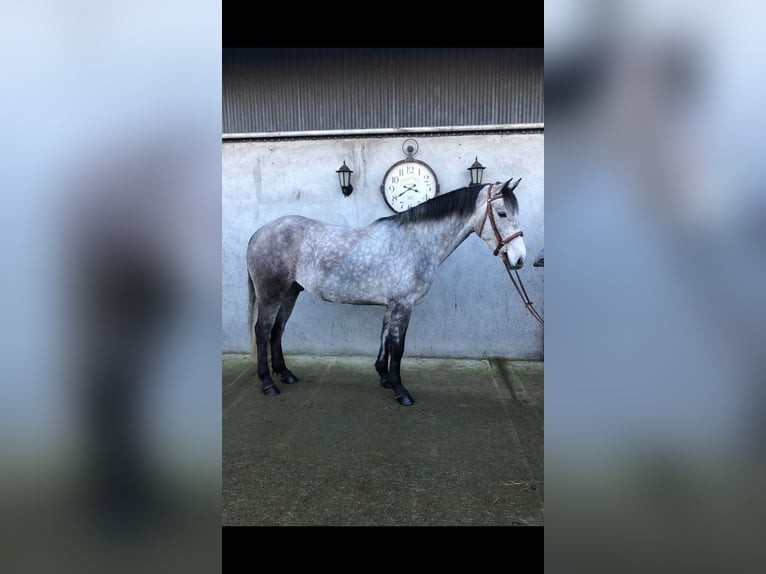 Connemara Gelding 5 years 15,1 hh Grey-Blue-Tan in Bogaarden