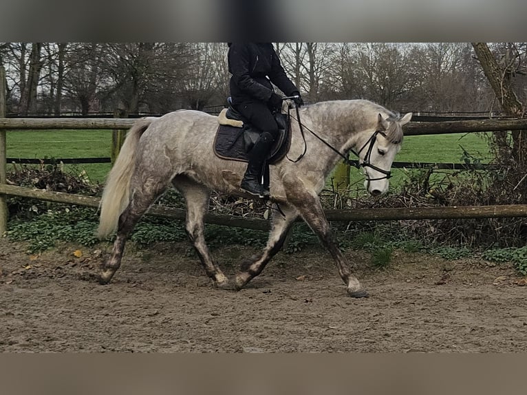 Connemara Gelding 5 years 15,1 hh Grey-Dapple in Wachtendonk