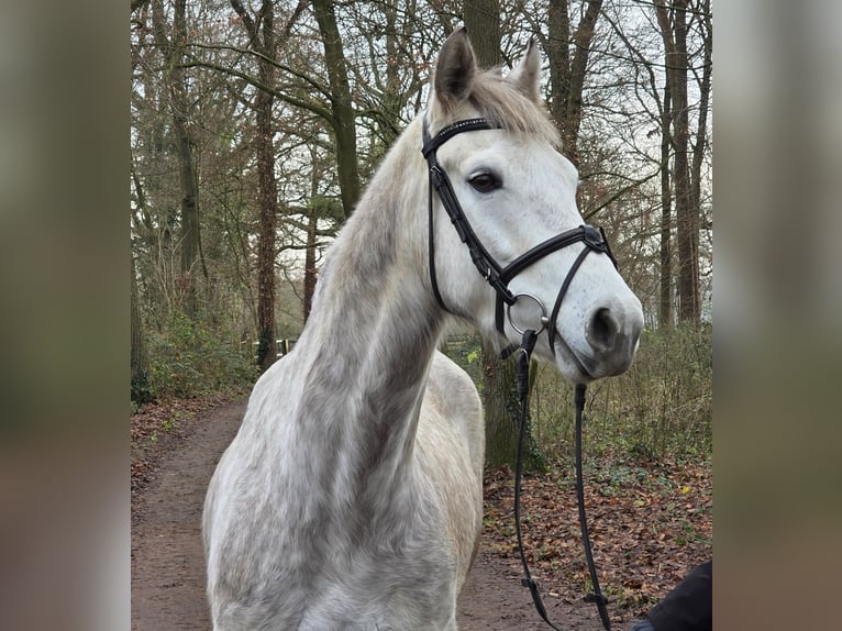 Connemara Gelding 5 years 15,1 hh Grey-Dapple in Wachtendonk