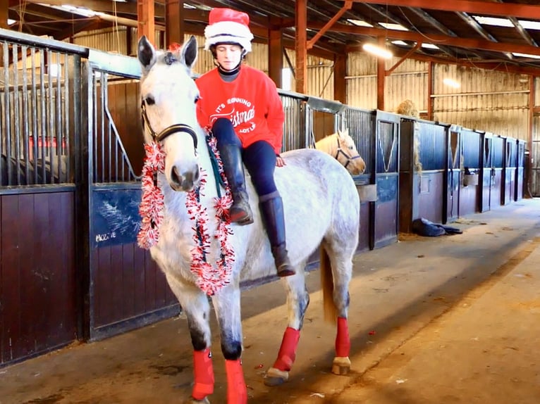 Connemara Gelding 5 years 15,1 hh Grey in Mountrath