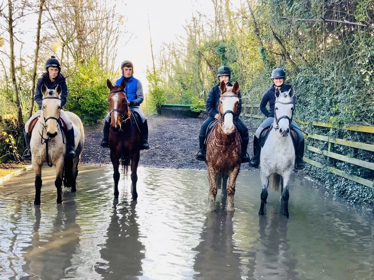 Connemara Gelding 5 years 15,1 hh Grey in Mountrath