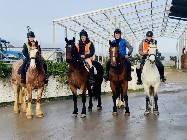 Connemara Gelding 5 years 15,1 hh Grey in Mountrath