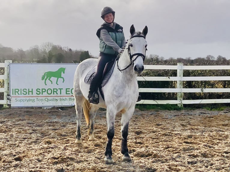 Connemara Gelding 5 years 15,1 hh Grey in Mountrath