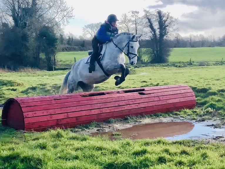 Connemara Gelding 5 years 15,1 hh Grey in Mountrath