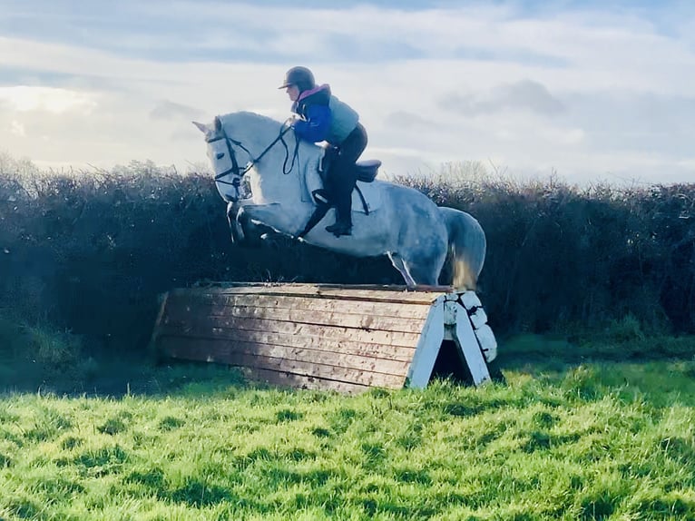 Connemara Gelding 5 years 15,1 hh Grey in Mountrath