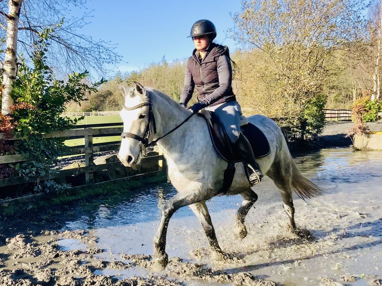 Connemara Gelding 5 years 15,1 hh Grey in Mountrath