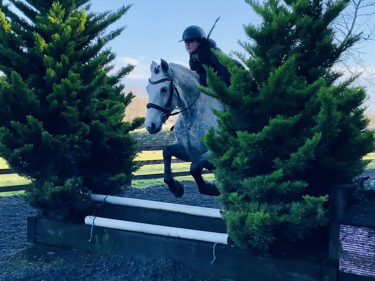Connemara Gelding 5 years 15,1 hh Grey in Mountrath
