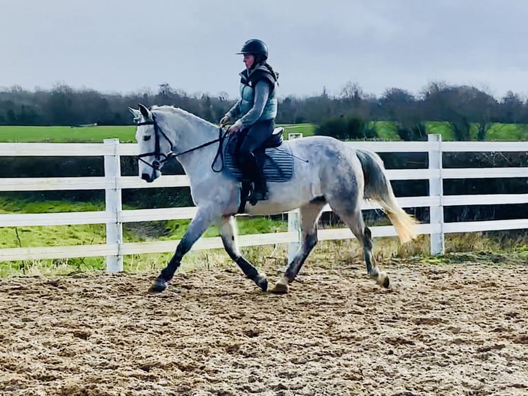 Connemara Gelding 5 years 15,1 hh Grey in Mountrath