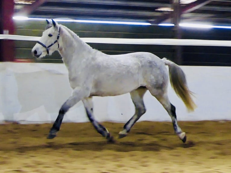Connemara Gelding 5 years 15,1 hh Grey in Mountrath