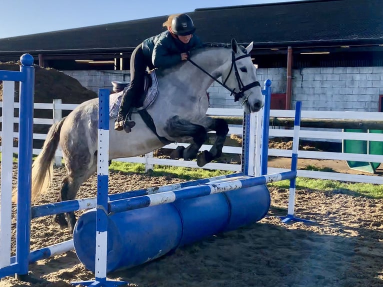 Connemara Gelding 5 years 15,2 hh Grey-Dapple in Mountrath