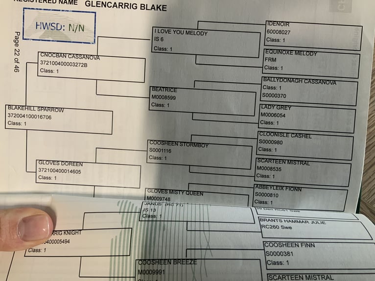 Connemara Gelding 5 years 15,2 hh Grey in Mountrath