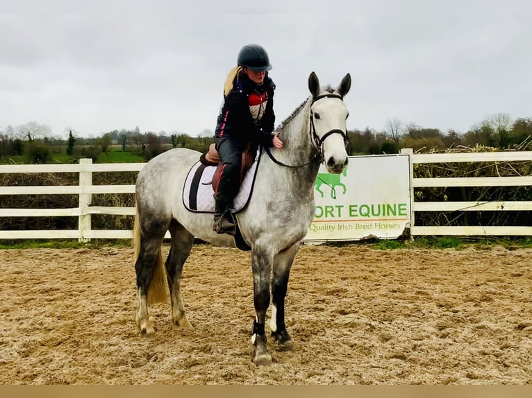 Connemara Gelding 5 years 15,2 hh Grey in Mountrath