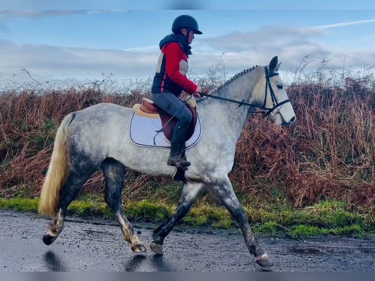 Connemara Gelding 5 years 15,2 hh Grey in Mountrath