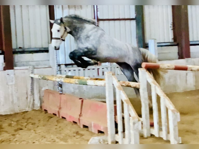 Connemara Gelding 5 years 15,2 hh Grey in Mountrath