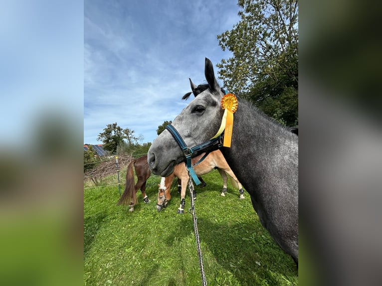 Connemara Mix Gelding 5 years 15,2 hh Grey in Dillingen an der Donau