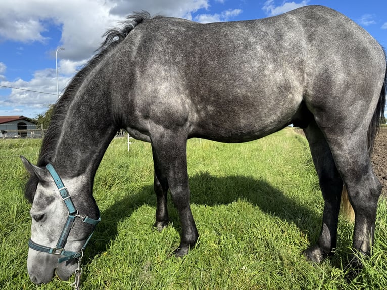 Connemara Mix Gelding 5 years 15,2 hh Grey in Dillingen an der Donau
