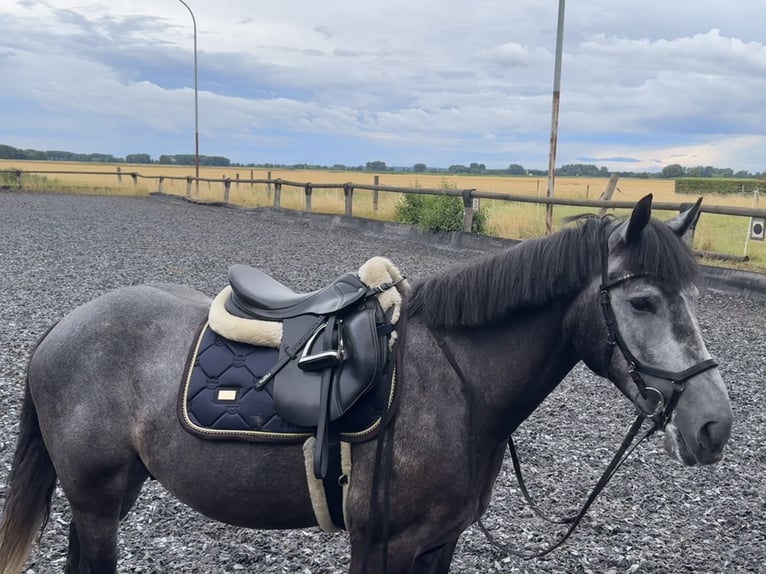 Connemara Mix Gelding 5 years 15,2 hh Grey in Dillingen an der Donau