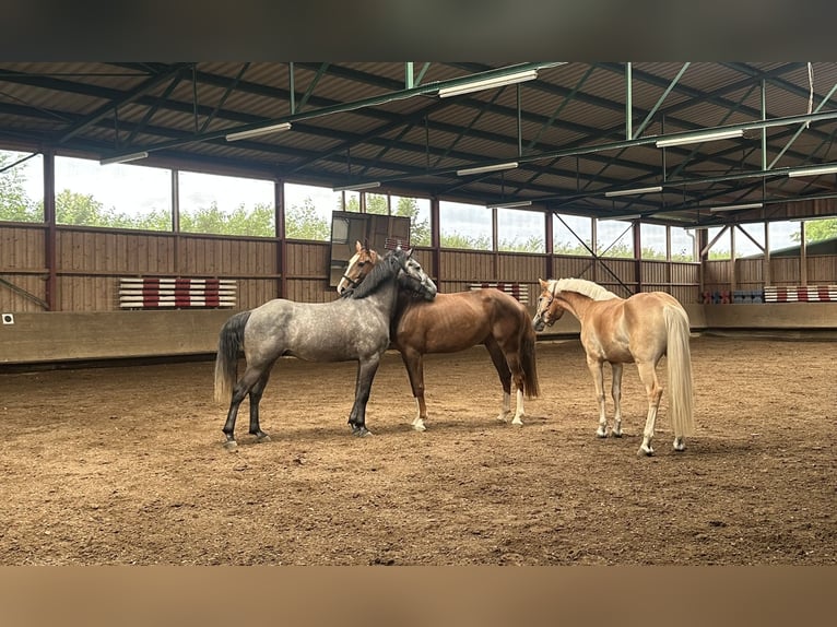 Connemara Mix Gelding 5 years 15,2 hh Grey in Dillingen an der Donau