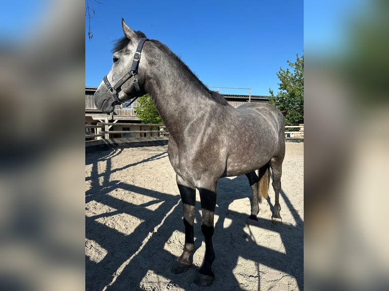 Connemara Mix Gelding 5 years 15,2 hh Grey in Dillingen an der Donau