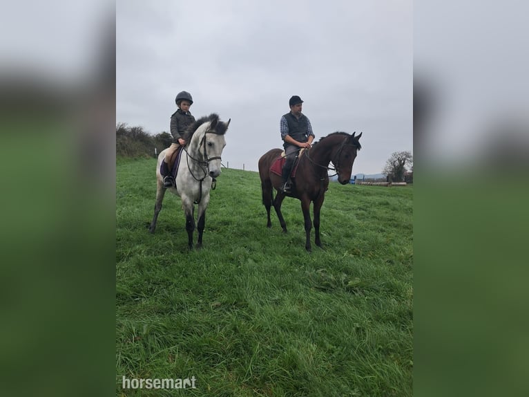 Connemara Gelding 5 years Dun in Mayo