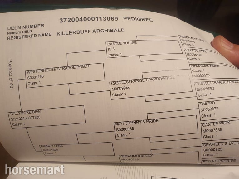 Connemara Gelding 5 years Dun in Mayo