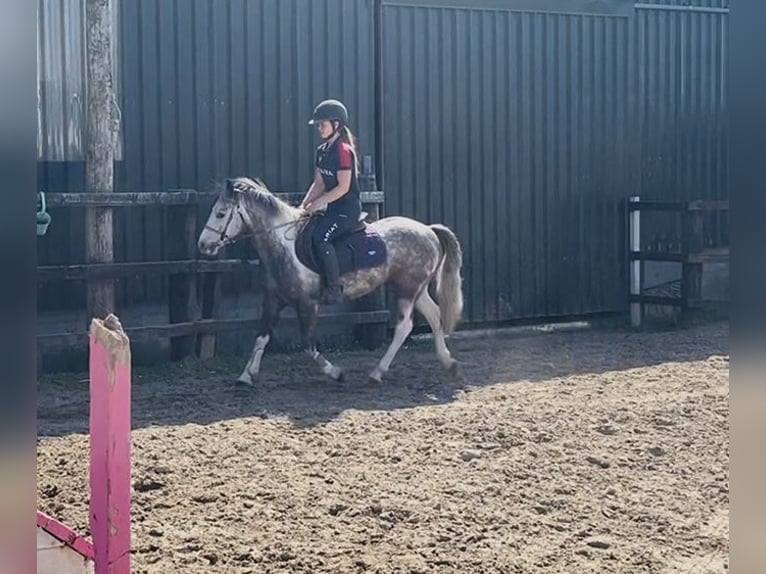 Connemara Gelding 6 years 12.2 hh Grey-Blue-Tan in Sligo