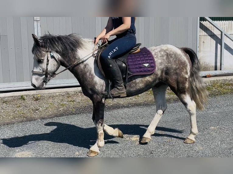 Connemara Gelding 6 years 12.2 hh Grey-Blue-Tan in Sligo