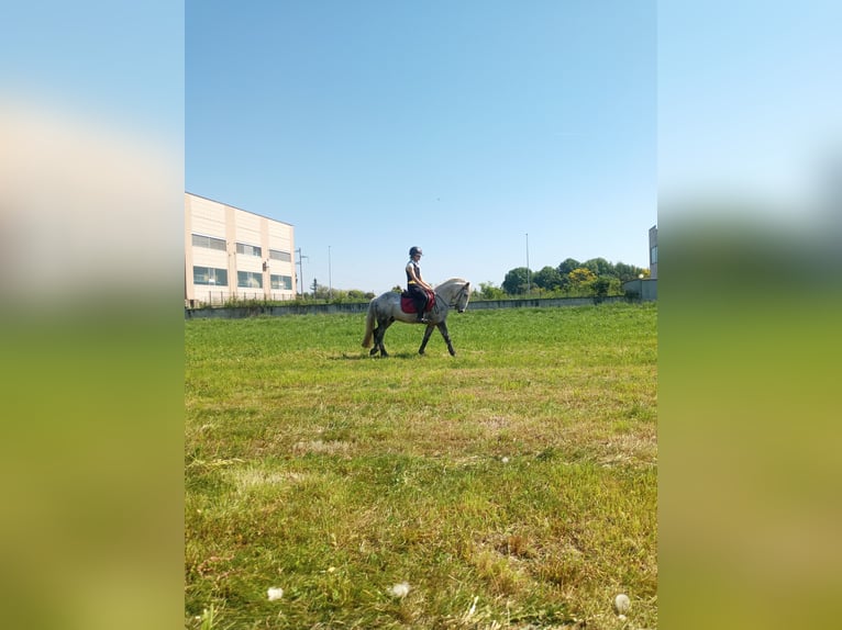 Connemara Mix Gelding 6 years 13.1 hh Grey in San Maurizio Canavese