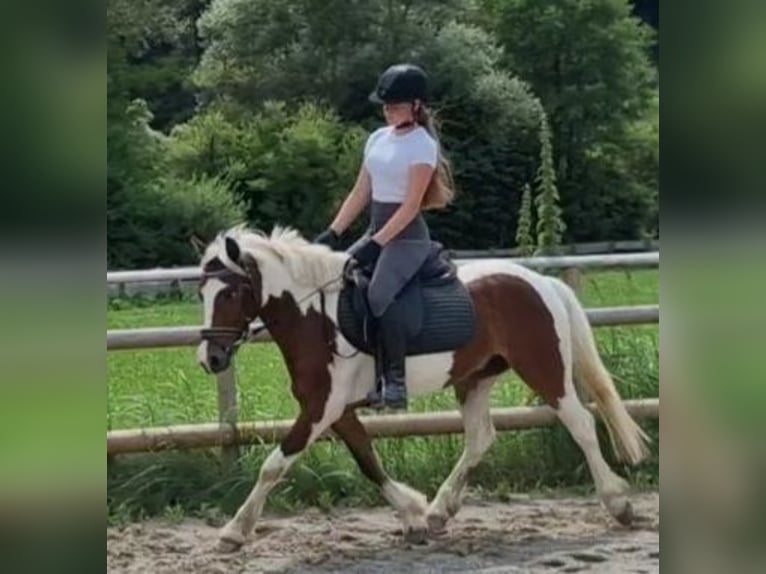 Connemara Gelding 6 years 13,1 hh Pinto in Gummern