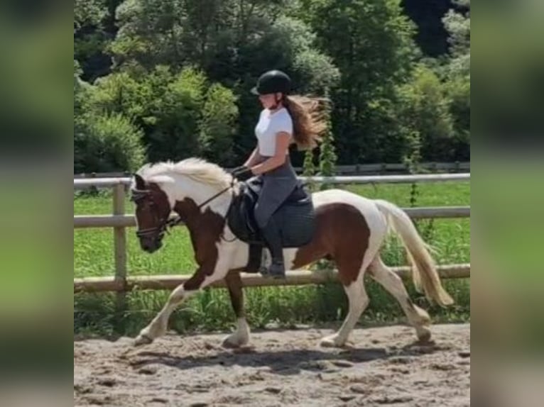 Connemara Gelding 6 years 13,1 hh Pinto in Gummern