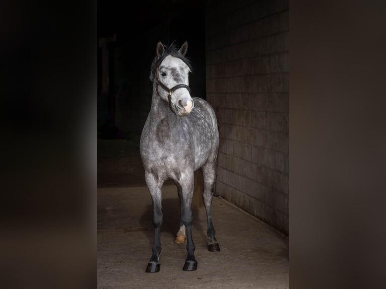 Connemara Gelding 6 years 13.3 hh Grey-Dapple in Ouderkerk, Amsterdam