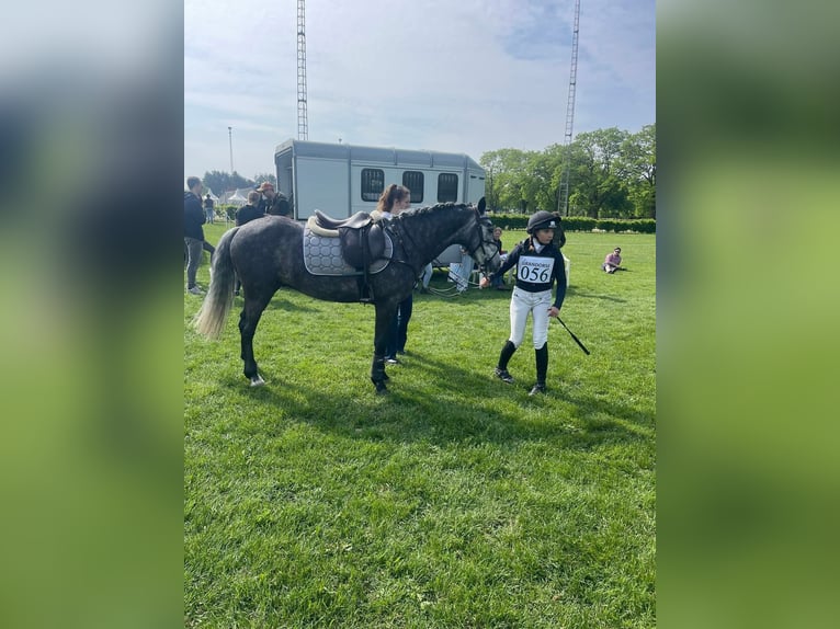 Connemara Gelding 6 years 13,3 hh Grey in ouderkerk aan de amstel