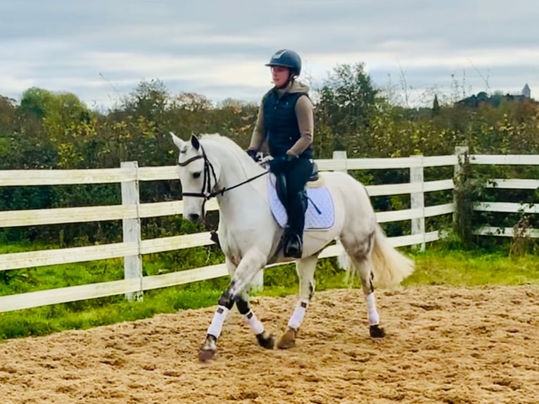 Connemara Gelding 6 years 14,1 hh in Ratingen