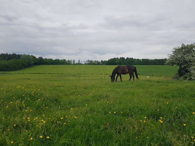 Nature Today  De das doet het goed