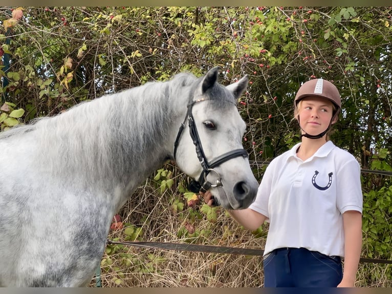 Connemara Gelding 6 years 14,1 hh Gray-Dapple in Lisberg