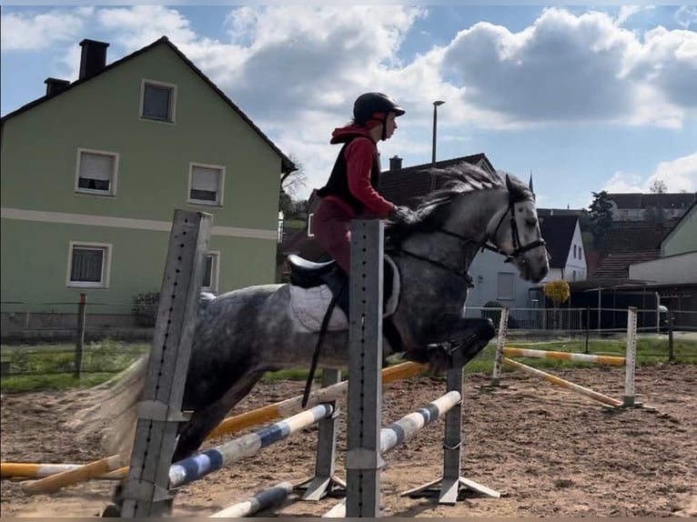 Connemara Gelding 6 years 14,1 hh Gray-Dapple in Lisberg