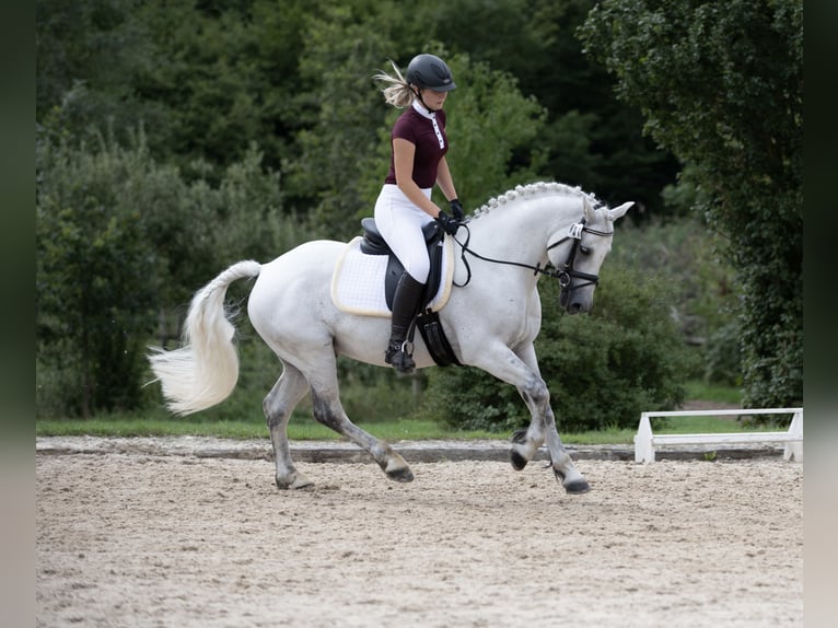 Connemara Gelding 6 years 14,1 hh Gray-Dapple in Lisberg