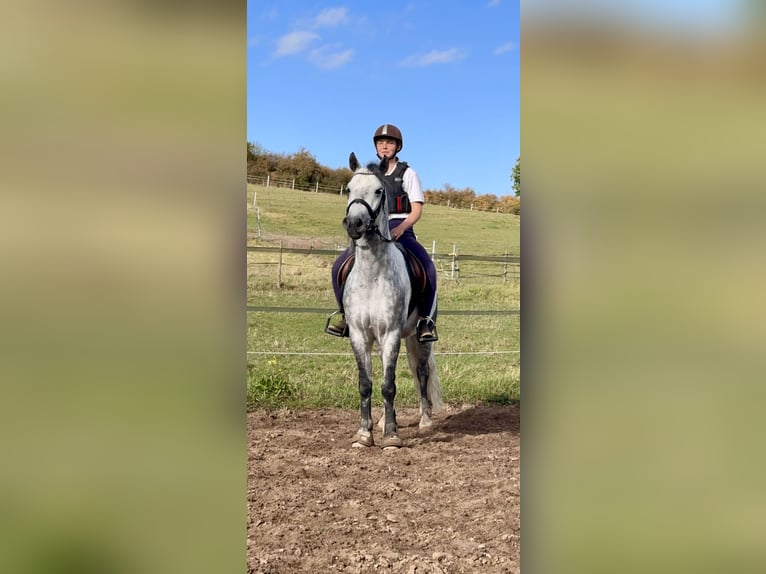 Connemara Gelding 6 years 14,1 hh Gray-Dapple in Lisberg