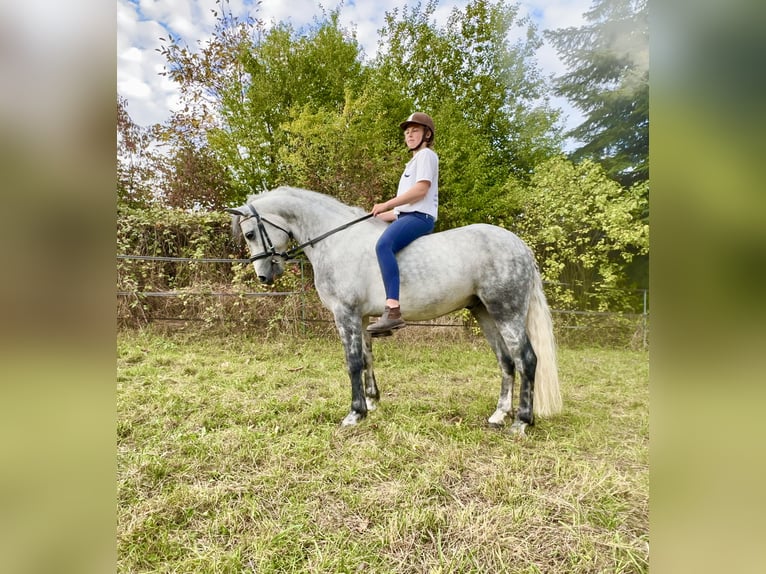 Connemara Gelding 6 years 14,1 hh Gray-Dapple in Lisberg