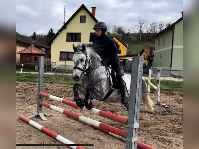 Connemara Gelding 6 years 14,1 hh Gray-Dapple in Lisberg